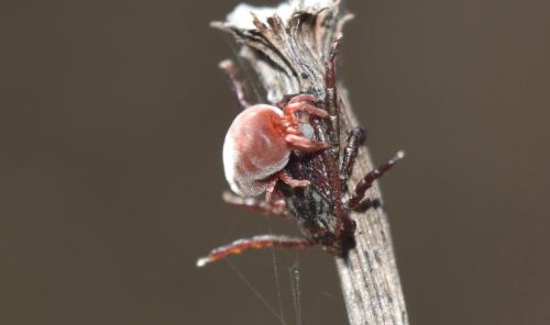Réf. 329 100 : Allothrombium sp.